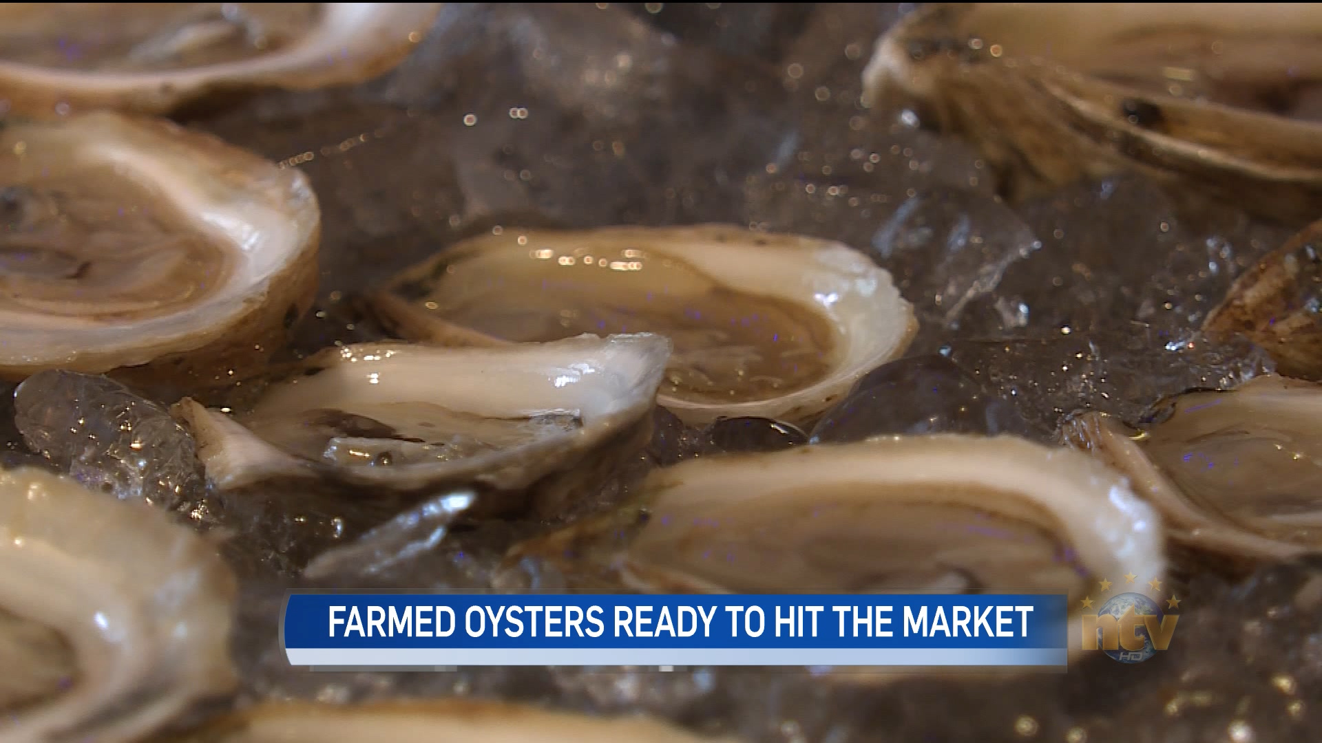 First taste of farmed oysters in Newfoundland ntv.ca